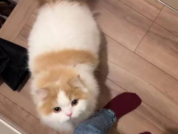 「１週間ぶりに再会したら反応がかわいすぎた」　飼い主を見た猫が、直後に？