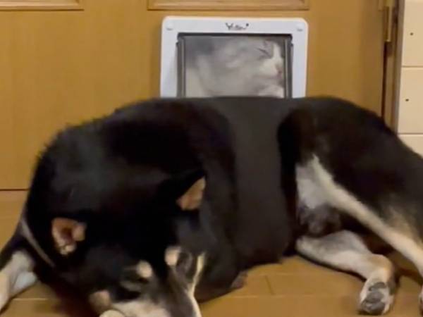 飼い主「悪気はないんだけど」　黒柴の背後で必死な猫様