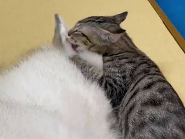 飼い主 無抵抗 猫に耳をなめられる犬 絶妙な表情にツボる 21年12月日 ウーマンエキサイト