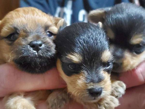 本当に兄弟？　同じ母犬から生まれた３匹の子犬　８か月後の姿にびっくり