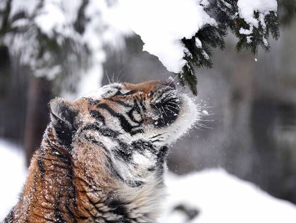 「まるでコントのよう」　木に積もる雪を眺めていたトラ　次の瞬間…？