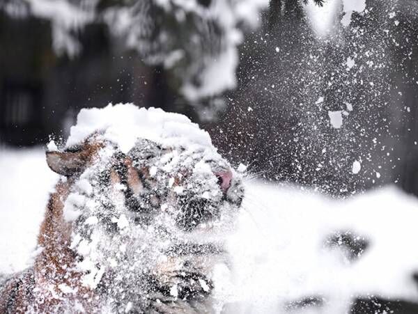 「まるでコントのよう」　木に積もる雪を眺めていたトラ　次の瞬間…？