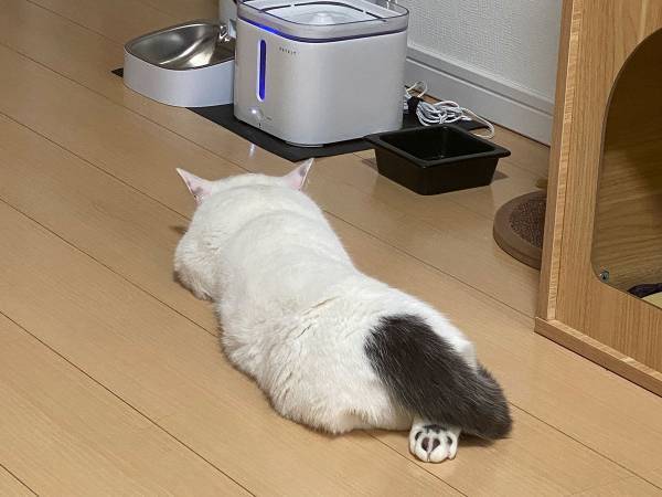 床暖房恐るべし…！　エサを食べに行った猫の姿が話題に