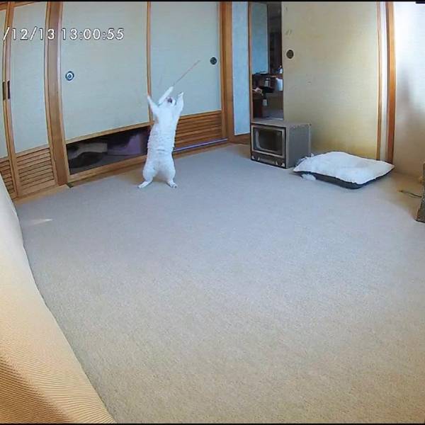 飼い主「爆笑した」　見守りカメラが撮影した、愛猫の姿が…？