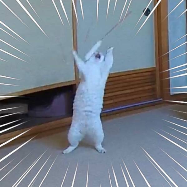 飼い主「爆笑した」　見守りカメラが撮影した、愛猫の姿が…？