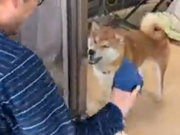 柴犬が、窓に『はぁ～ッ』　何をしているかというと…？
