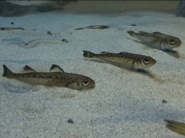 「動いているのを見るのは初めて！」　魚のハタハタの動きがTwitterで話題！