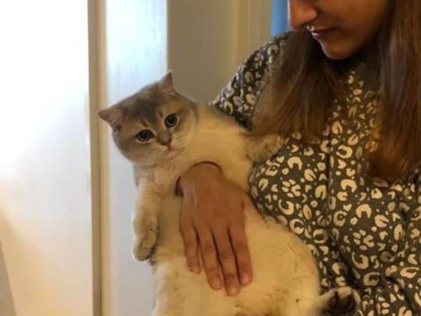 「どうなってるの」「これってリアル？」　猫を抱いた女性の腕が…！