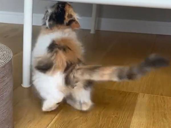 子猫の『７秒動画』に、心奪われる人が続出　「可愛すぎ」「一生見ていられる」