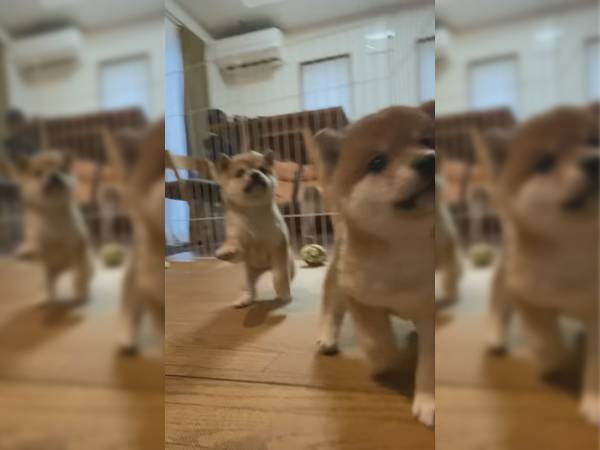 元気いっぱいに遊ぶ、生後１か月の柴犬兄弟　一方、その背後には…