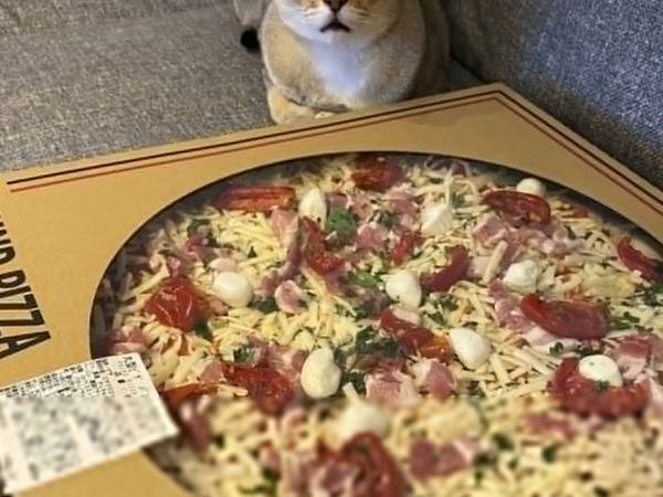 特別感がある『コストコのピザ』を見た猫が？　「人間みたいなリアクションするじゃん」