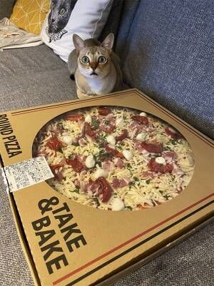 特別感がある『コストコのピザ』を見た猫が？　「人間みたいなリアクションするじゃん」