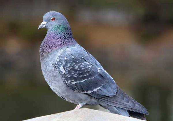 「家の中から物音がする」　警察を呼んで踏み込んだところ…？