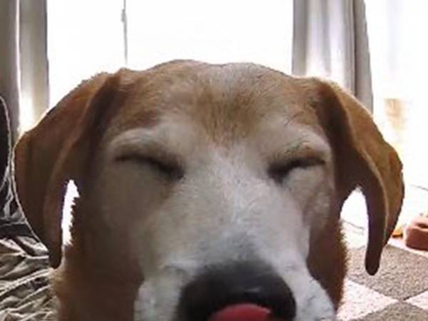 「泣けてくる…」　見守りカメラに映った、愛犬の表情が？