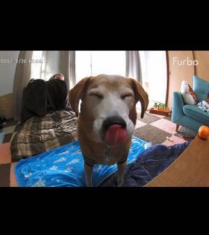 「泣けてくる…」　見守りカメラに映った、愛犬の表情が？