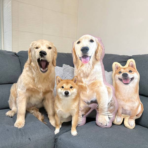 「普通の顔して…！」　柴犬と映る、ゴールデンレトリバーの表情が…？