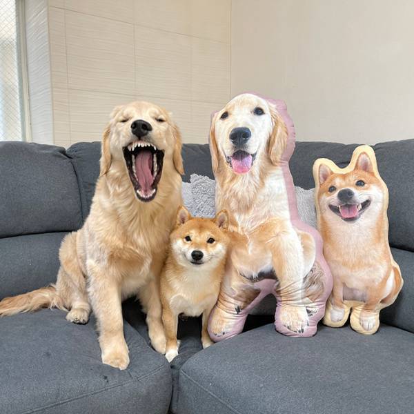 「普通の顔して…！」　柴犬と映る、ゴールデンレトリバーの表情が…？