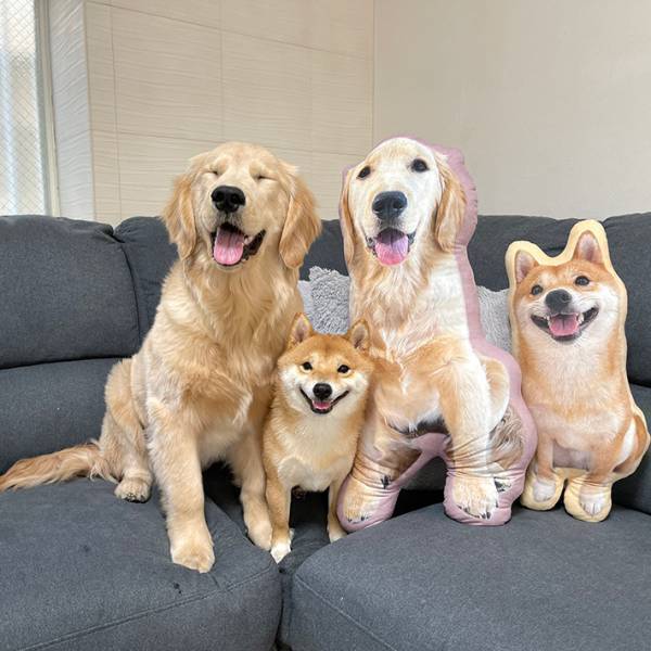 「普通の顔して…！」　柴犬と映る、ゴールデンレトリバーの表情が…？