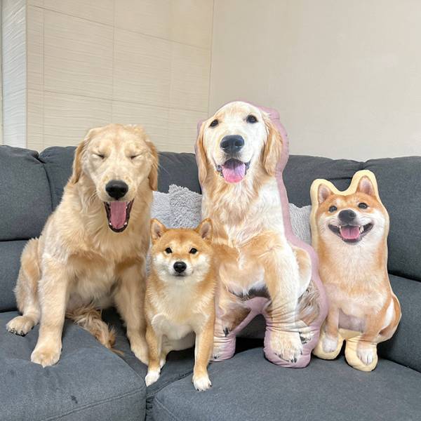 「普通の顔して…！」　柴犬と映る、ゴールデンレトリバーの表情が…？