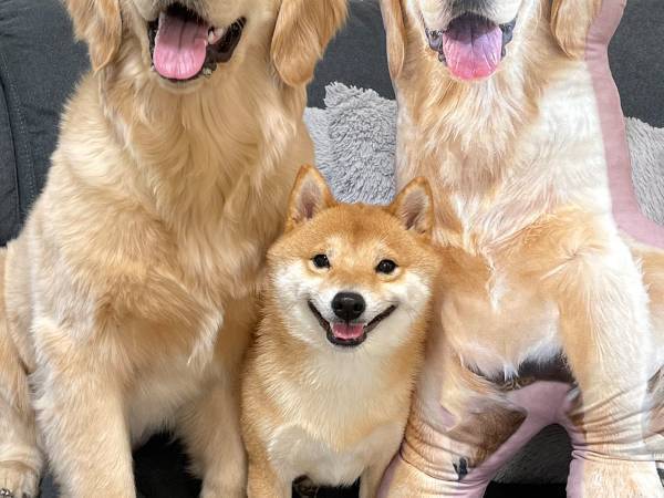 「普通の顔して…！」　柴犬と映る、ゴールデンレトリバーの表情が…？