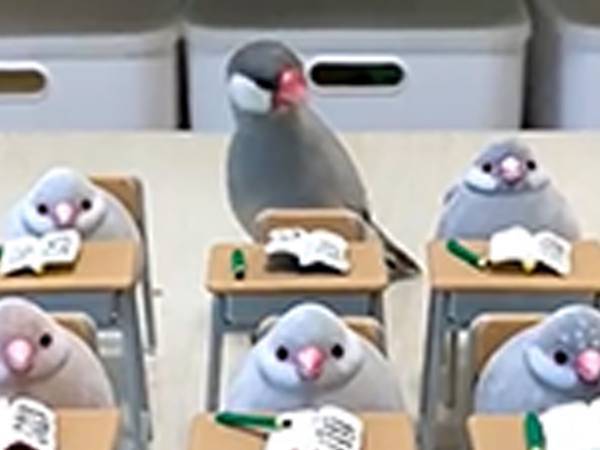 「これ、出席しないとまずい…？」　並べられたフィギュアに戸惑う文鳥がかわいい