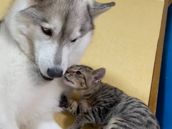 シベリアンハスキーの口が気になる猫　数秒後、まさかの行動に…！