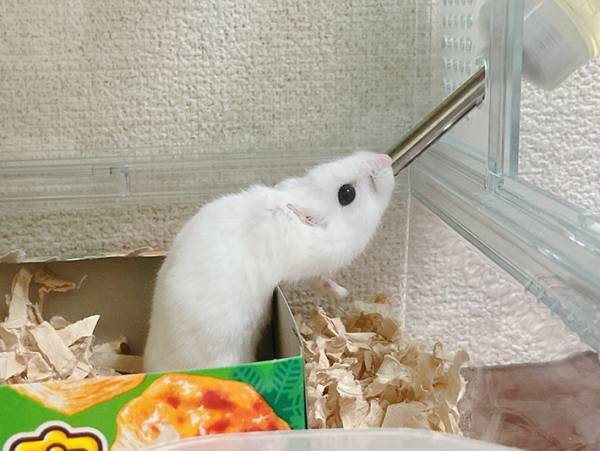 飼い主「未確認生物いた」　ハムスターとは思えない姿がこちら