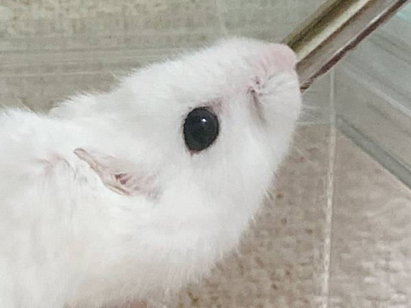 飼い主「未確認生物いた」　ハムスターとは思えない姿がこちら