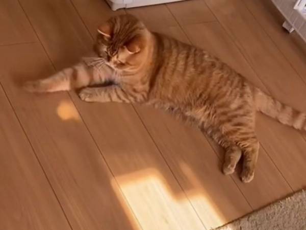 光を捕まえようとする猫　うまくいかないため、人間のような反応に！