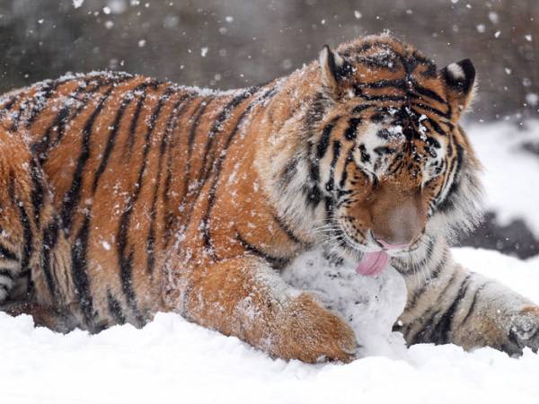 雪玉で遊ぶ『密林の王者』　子猫のようなはしゃぎっぷりに「大きな猫だ」