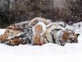 雪玉で遊ぶ『密林の王者』　子猫のようなはしゃぎっぷりに「大きな猫だ」