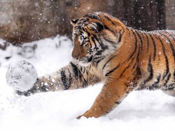 雪玉で遊ぶ『密林の王者』　子猫のようなはしゃぎっぷりに「大きな猫だ」