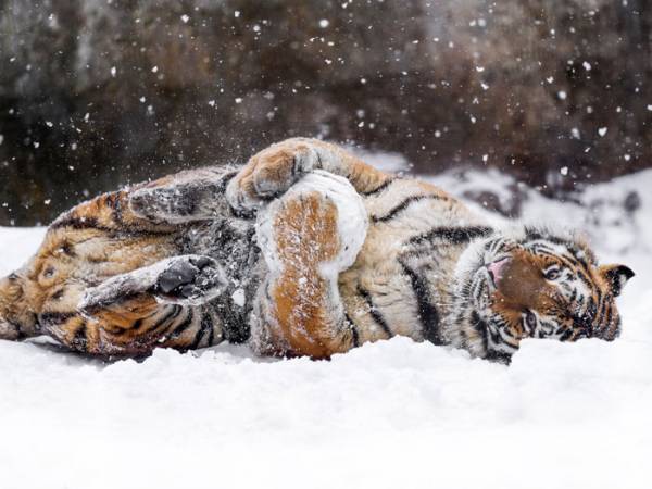 雪玉で遊ぶ『密林の王者』　子猫のようなはしゃぎっぷりに「大きな猫だ」