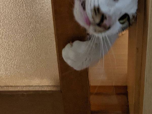猫の『表情』が…！　必死に扉を開けようとする姿に二度見