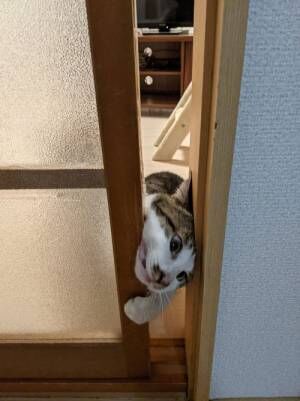 猫の『表情』が…！　必死に扉を開けようとする姿に二度見