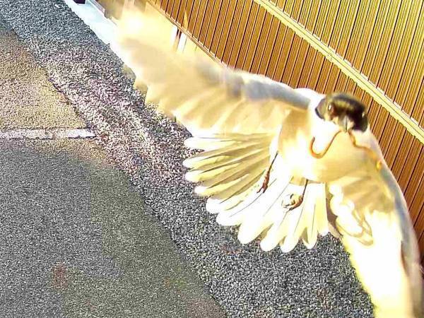 防犯カメラが作動！　何が起きたのか確かめたら…犯人の正体に、ほんわか