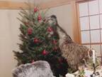 日本国内でのクリスマスの光景　映り込んだものに「インパクト強すぎ」「シュールで笑った」