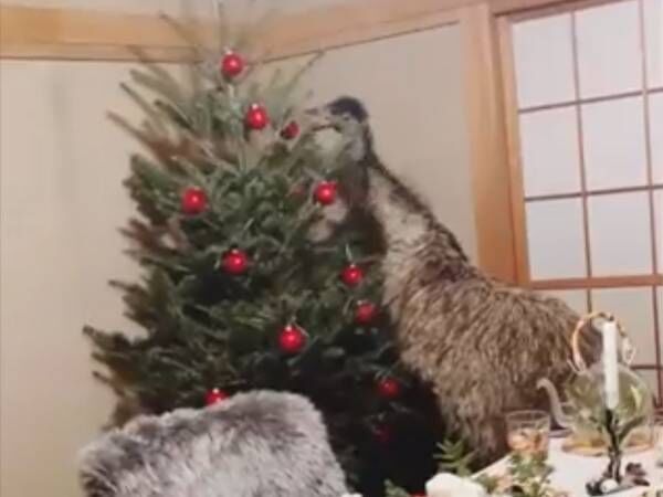 日本国内でのクリスマスの光景　映り込んだものに「インパクト強すぎ」「シュールで笑った」