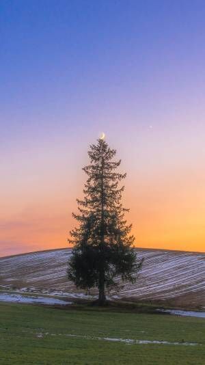 モミの木のてっぺんに写る月　幻想的な光景に「心が洗われる」「ポスターになりそう」