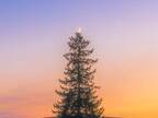 モミの木のてっぺんに写る月　幻想的な光景に「心が洗われる」「ポスターになりそう」