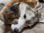 シベリアンハスキーと２匹の猫　仲良しすぎる動画に「癒される」「混ざりたい」