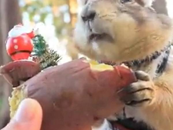 公園で、クリスマスを楽しんでいたのは…？　「かわいすぎる」の声