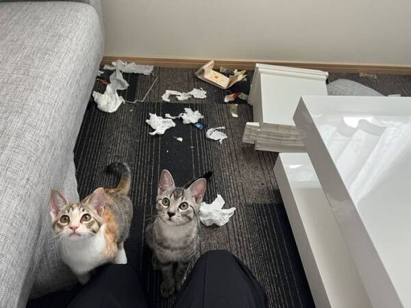 部屋を散らかし、現行犯逮捕された子猫　しかし…これは怒れない！