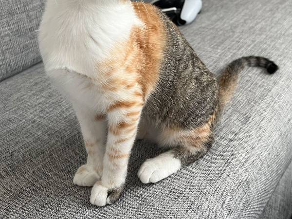 部屋を散らかし、現行犯逮捕された子猫　しかし…これは怒れない！