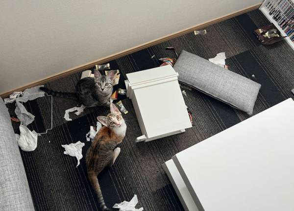 部屋を散らかし、現行犯逮捕された子猫　しかし…これは怒れない！