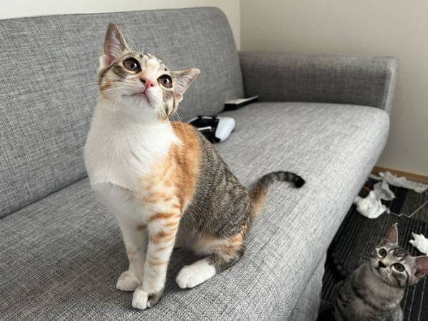 部屋を散らかし、現行犯逮捕された子猫　しかし…これは怒れない！