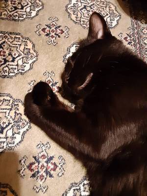 カラスにつつかれていた保護猫　『初めてのクリスマス』の様子にニヤける人が続出！