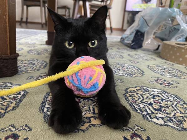 カラスにつつかれていた保護猫　『初めてのクリスマス』の様子にニヤける人が続出！