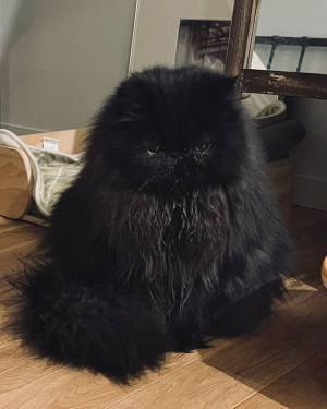 「冬毛が本気を出してきた」　猫の姿が、想像以上だった！