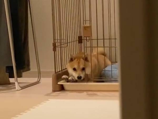 飼い主に叱られ、ケージで反省する柴犬　その姿をこっそり覗いていると？